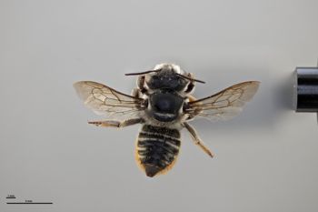 Media type: image;   Entomology 16256 Aspect: habitus dorsal view